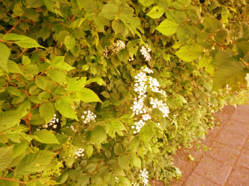 Hope's new land trophee//helping hand Henry/memay