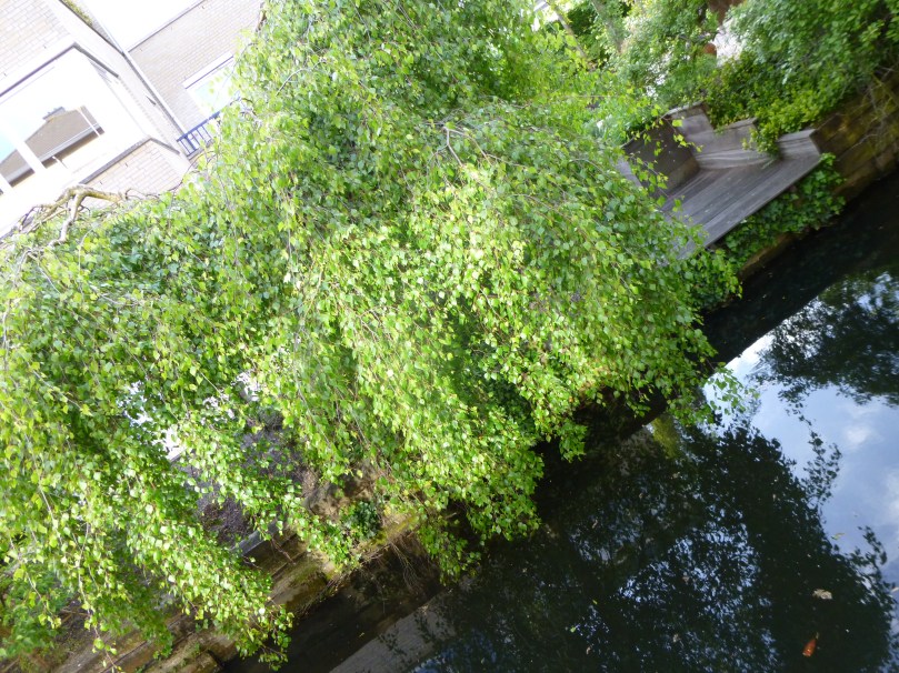 het treurwilgje boven ons kanaaal