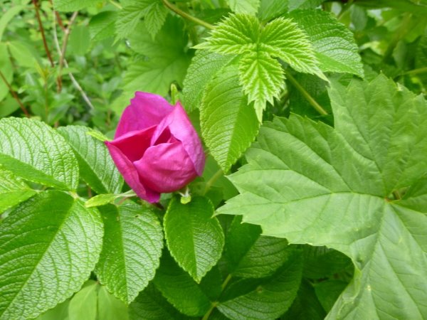 rosa roseae 'la capitana' / rose 'capitan'